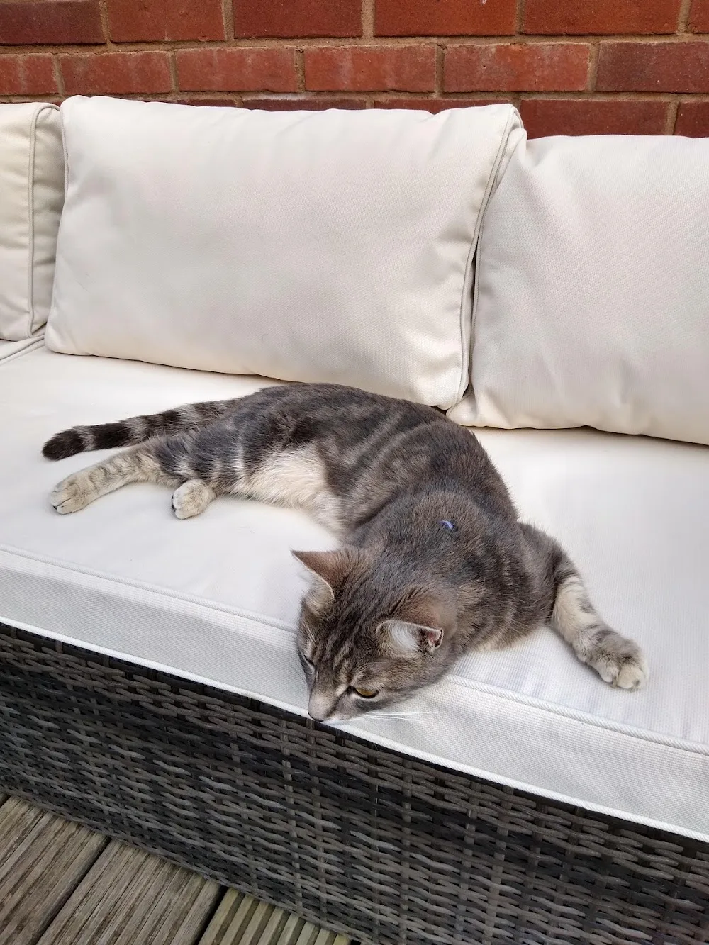 Fiveoak Boarding Cattery - Somerset pet otel