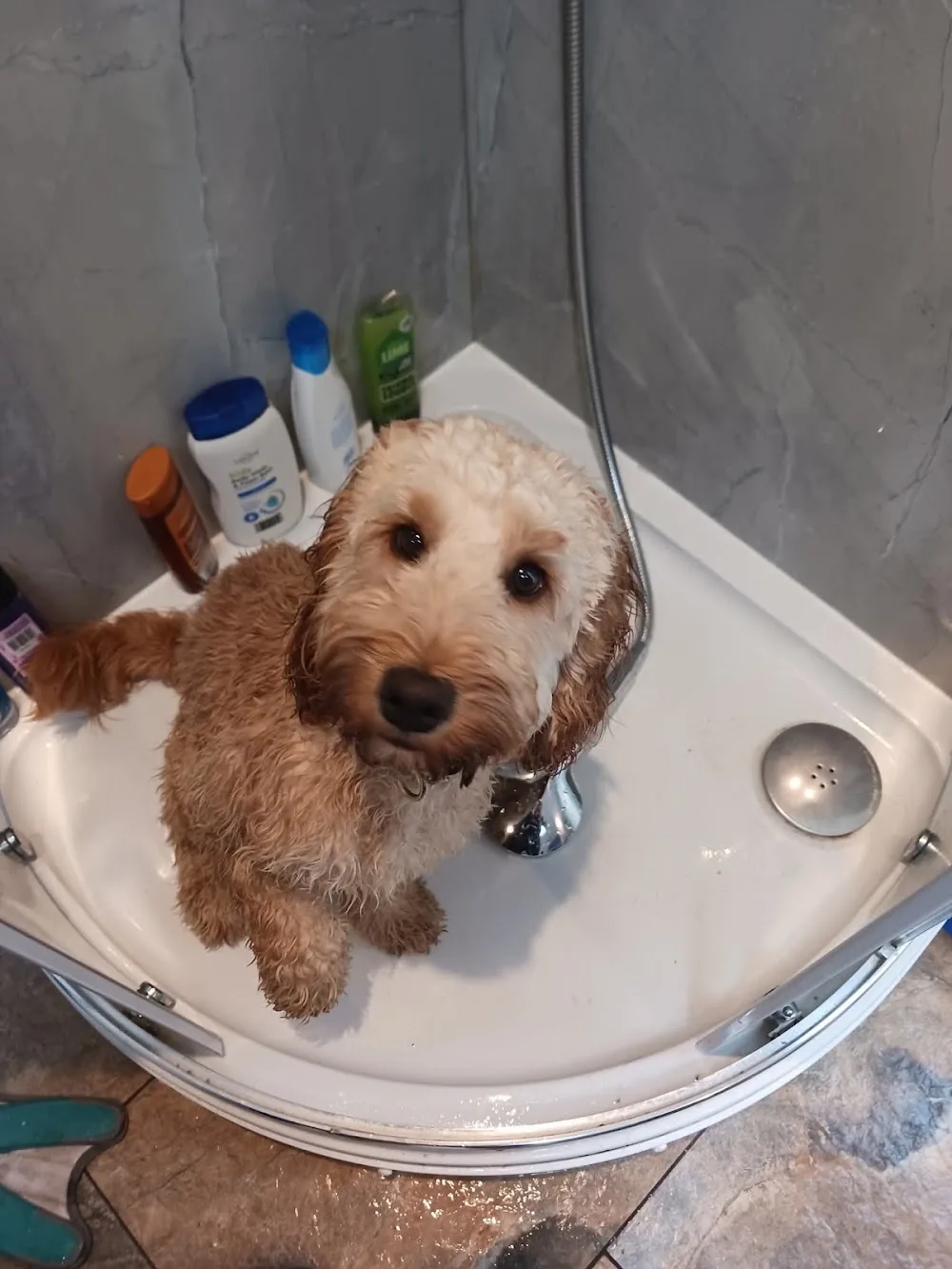 Home On The Levels Dog Boarding & Day Care - Somerset pet otel