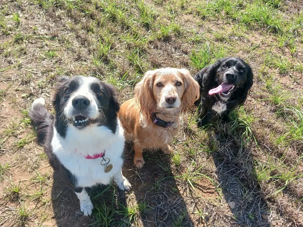 Home On The Levels Dog Boarding & Day Care - Somerset pet otel görseli 3