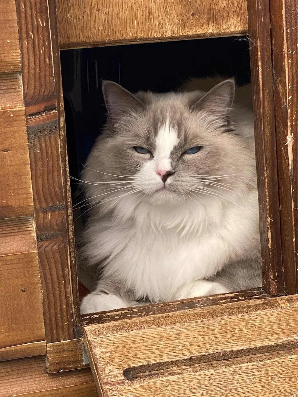 Little Downs Boarding Cattery - Somerset pet otel görseli 3