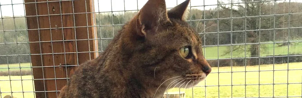 Lovedere Cattery - Somerset pet otel