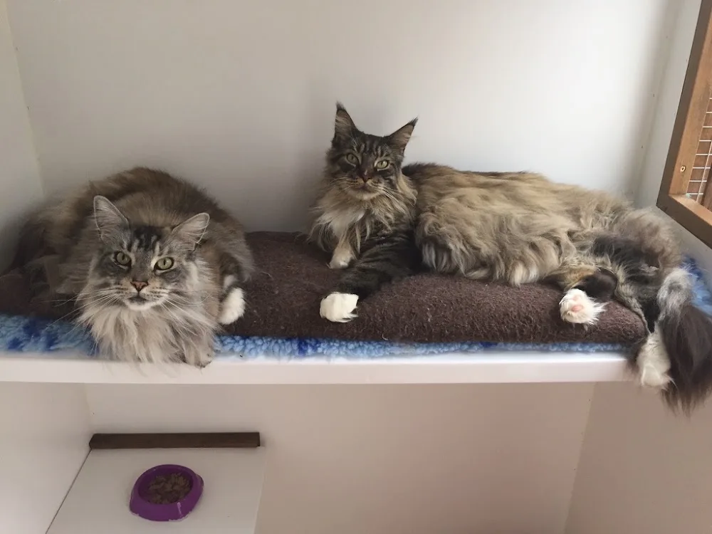 Lovedere Cattery - Somerset pet otel görseli 3