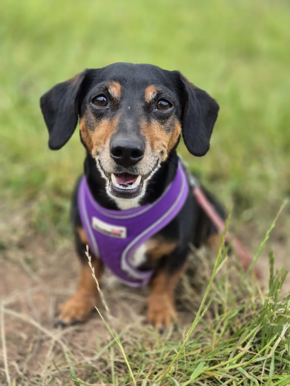 Nat's Happy Paws - Somerset pet otel