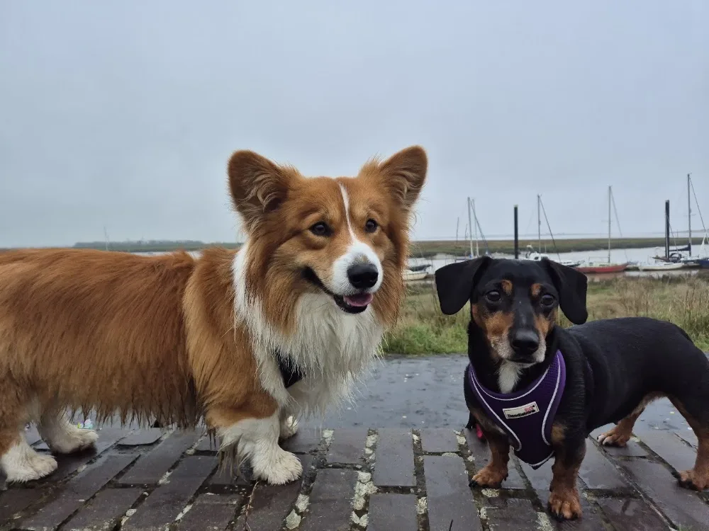 Nat's Happy Paws - Somerset pet otel görseli 3