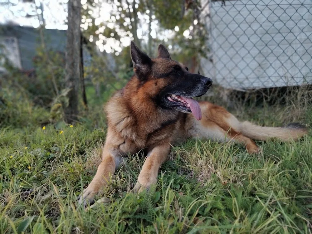 Bibouille And Co - Pension Canine - Somme pet otel