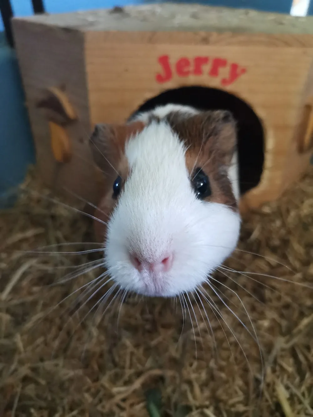 Echo Animal - Petsitter, garde d'animaux et Comportementaliste chien/chat/furet/lapin - Somme pet otel