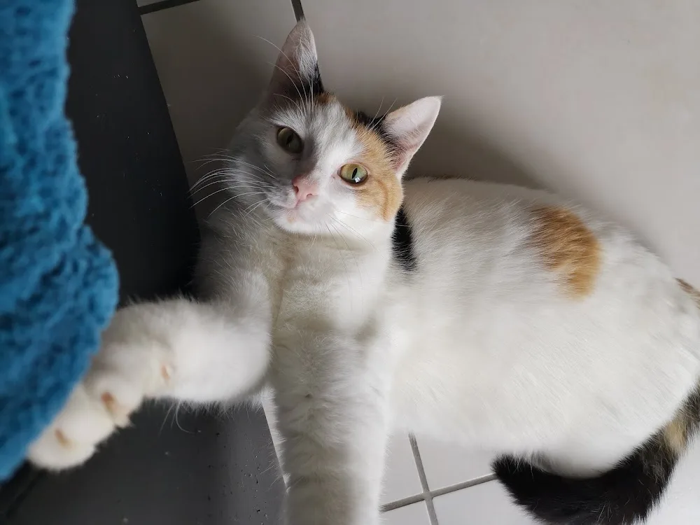 Echo Animal - Petsitter, garde d'animaux et Comportementaliste chien/chat/furet/lapin - Somme pet otel görseli 3