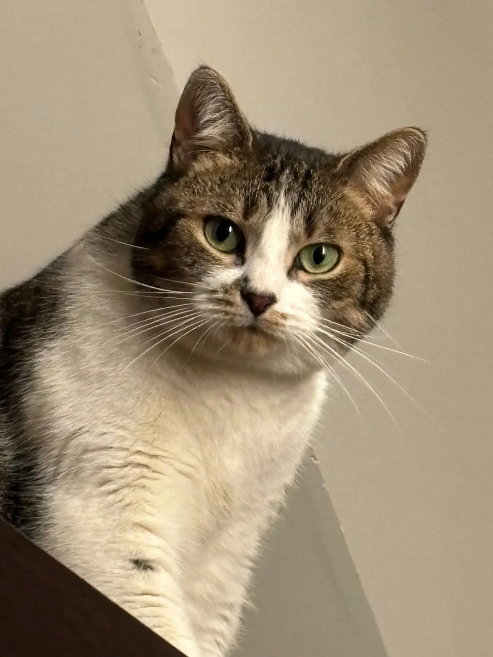 Garde Chat & Comportementaliste Chat | Sarah Langage Félin | Amiens - Somme pet otel görseli 3