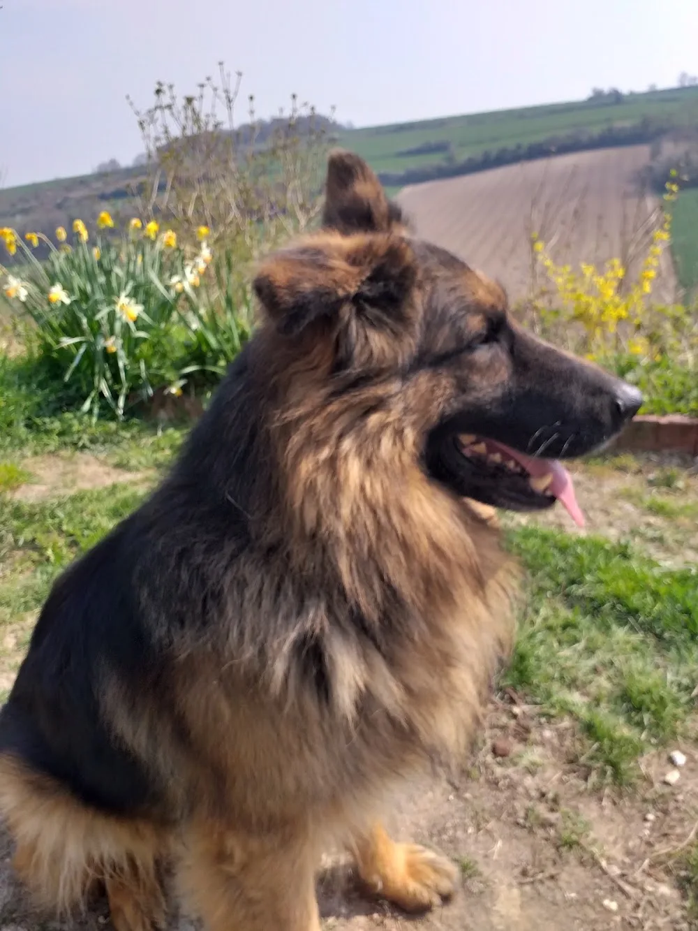 Le domaine de l'antre des loups - Somme pet otel