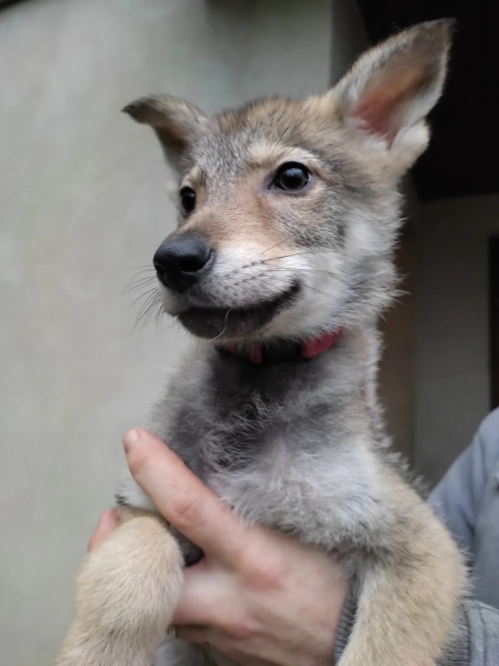 Le domaine de l'antre des loups - Somme pet otel görseli 3