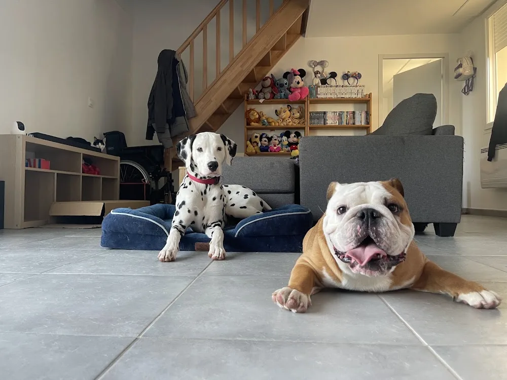 Les Chouchoutés du Quartier - Somme pet otel