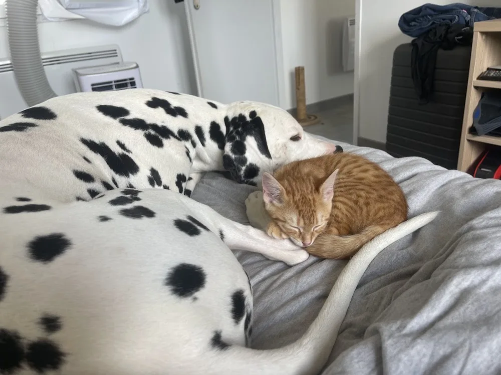 Les Chouchoutés du Quartier - Somme pet otel görseli 3