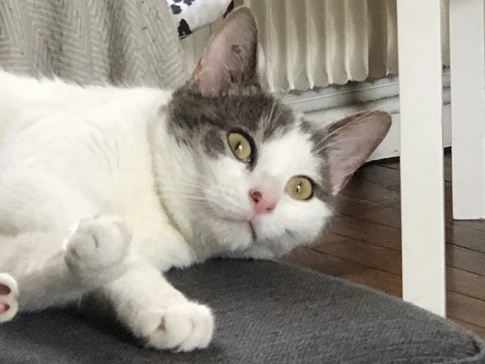 LovelyCats - Professionnelle de la garde de chats - Depuis 2019 à Amiens - Somme pet otel görseli 3