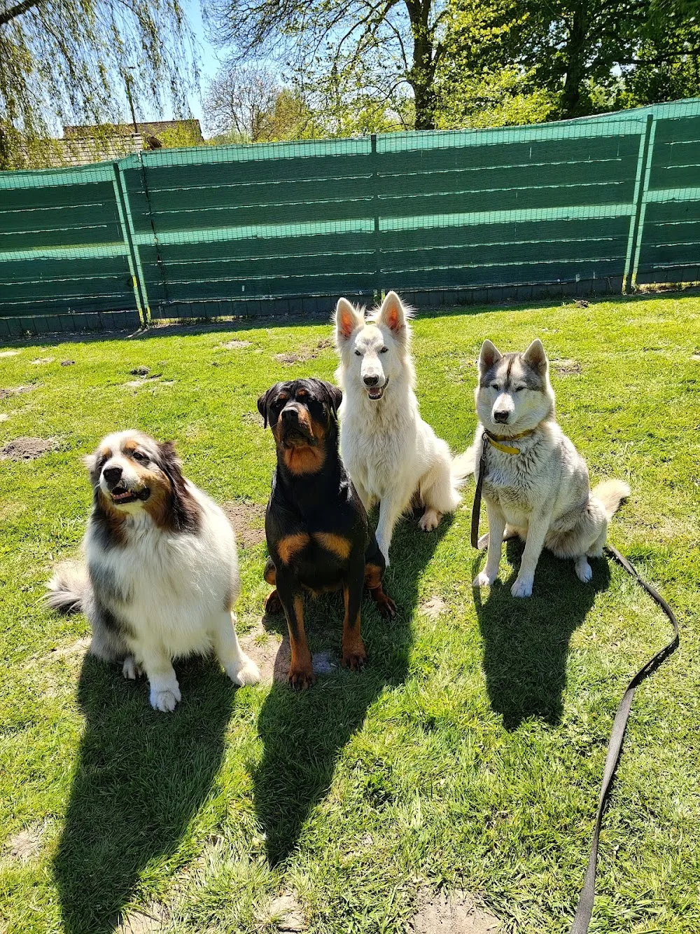Pension Canine Les Quatre Amis Willan aux poils d’Yvrench - Somme pet otel