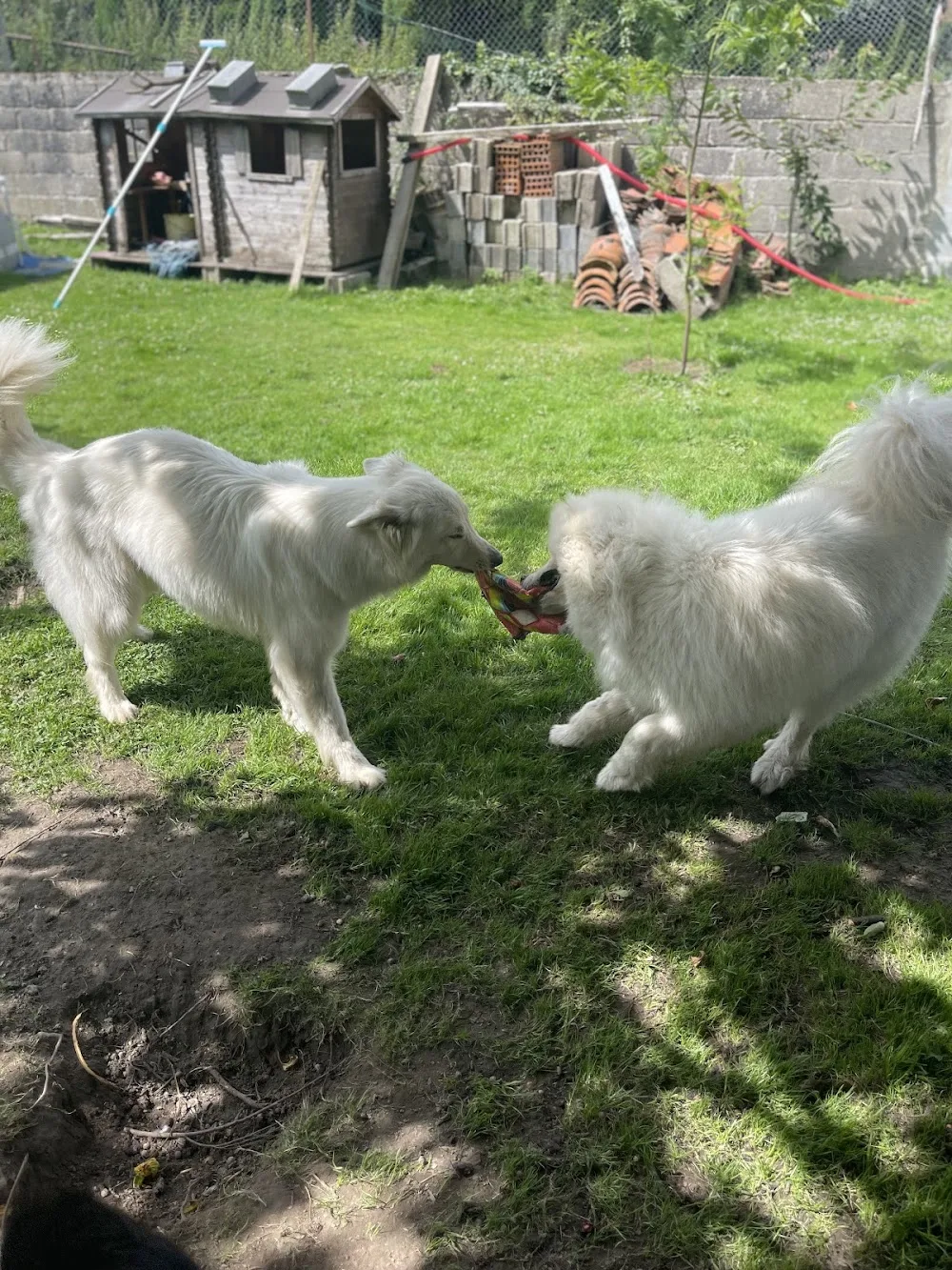 Pension Canine Les Quatre Amis Willan aux poils d’Yvrench - Somme pet otel görseli 3
