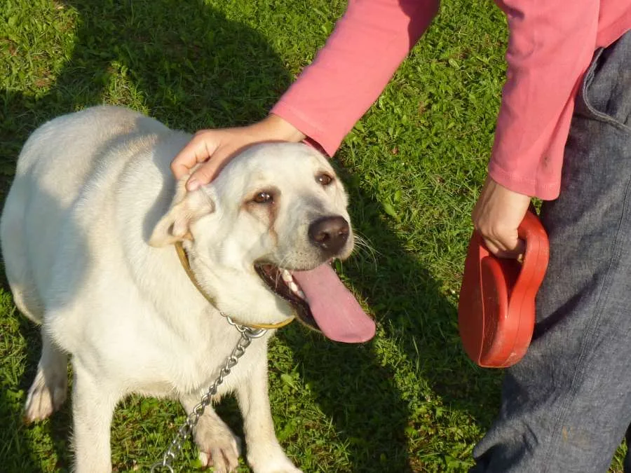 Boros Zoltán kutyakiképző - Somogy County pet otel görseli 3