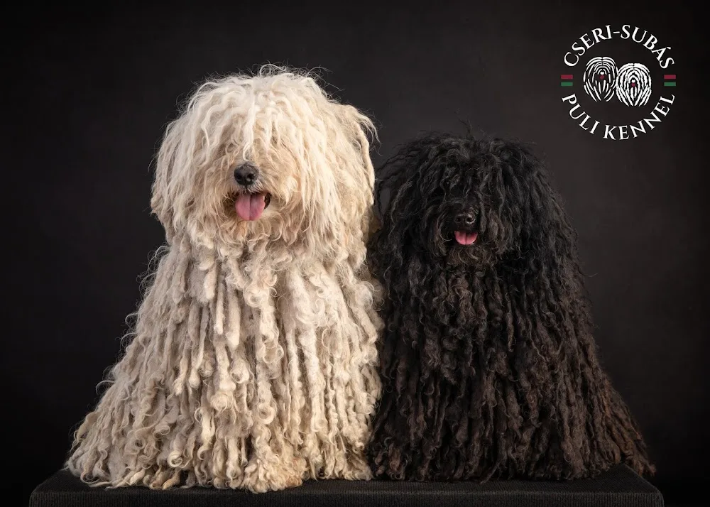 Cseri-Subás Pumi-Puli Kennel - Somogy County pet otel görseli 3