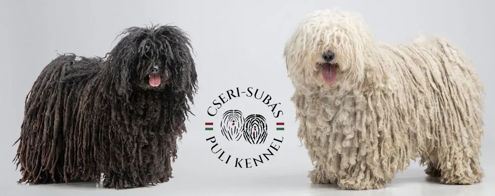 Cseri-Subás Pumi-Puli Kennel - Somogy County pet otel görseli 6