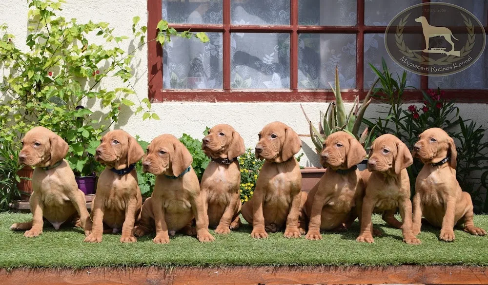 Magasparti Rutinos Kennel - Somogy County pet otel görseli 6