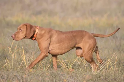 Magasparti Rutinos Kennel - Somogy County pet otel görseli 7