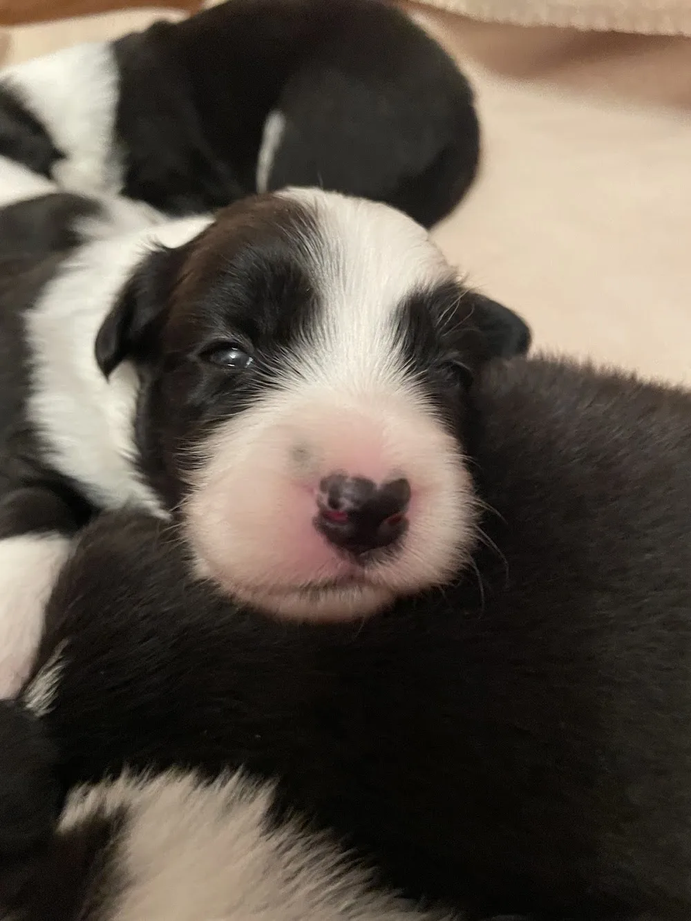 Spirit of Pilis Border Collie Kennel - Somogy County pet otel görseli 3
