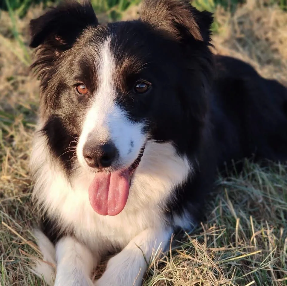 Spirit of Pilis Border Collie Kennel - Somogy County pet otel görseli 4