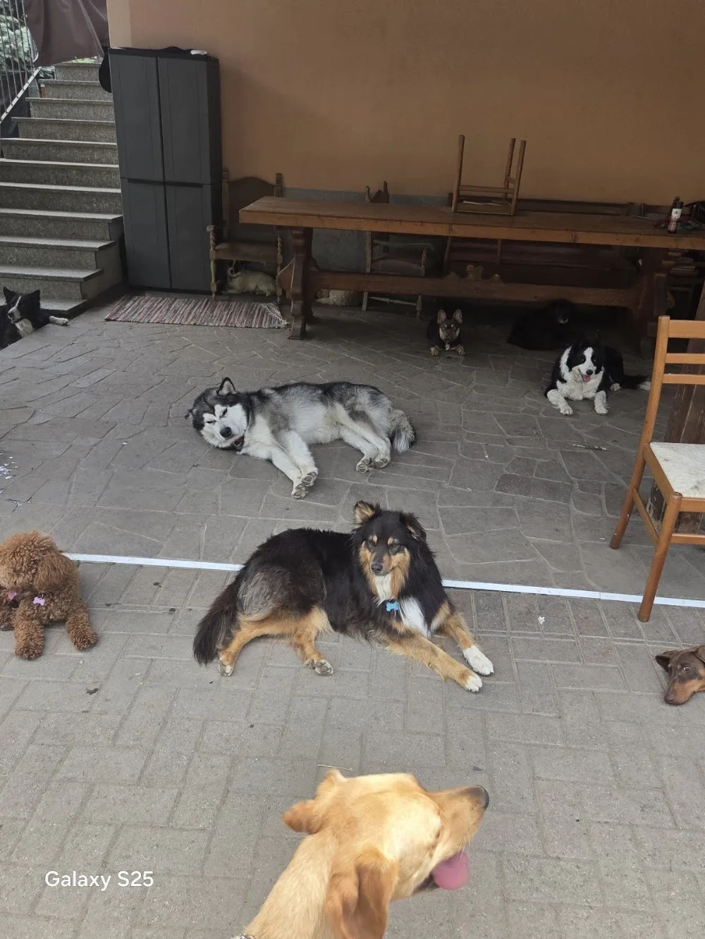 EDUCATORE CINOFILO - IMPRONTA NEL CUORE - Sondrio pet otel görseli 3