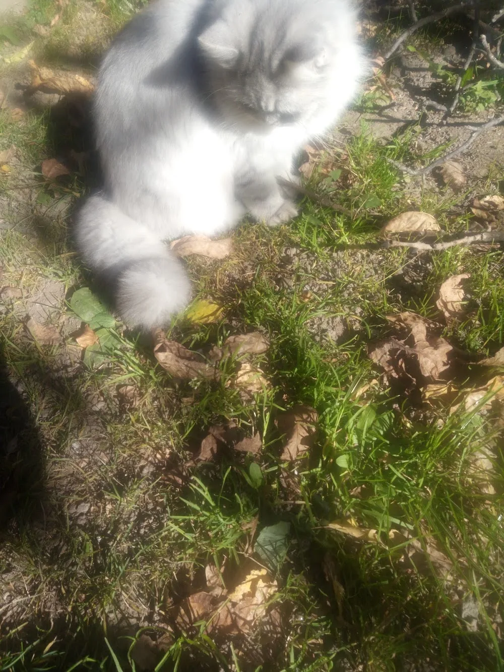 Kennel Ricasso' - Sondrio pet otel