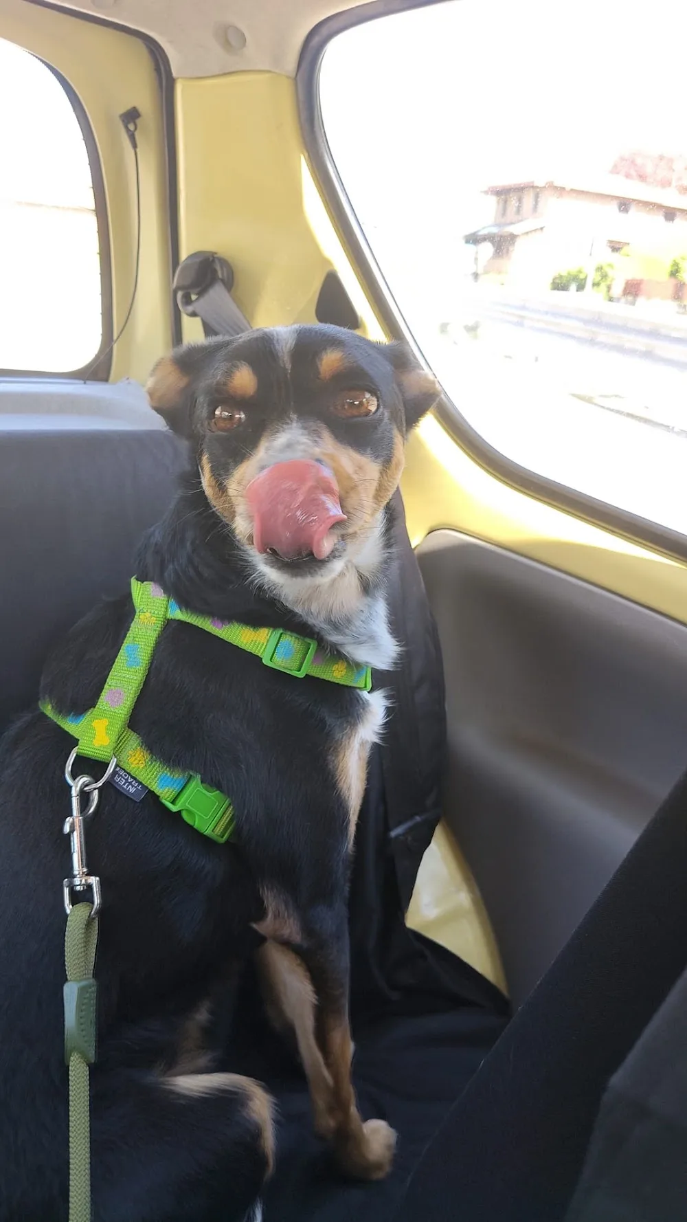 Pedra Dog Sitter e Pensione Famiglia Morbegno - Sondrio pet otel görseli 3