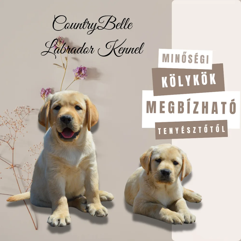 Countrybelle Labrador Kennel - Sopron pet otel