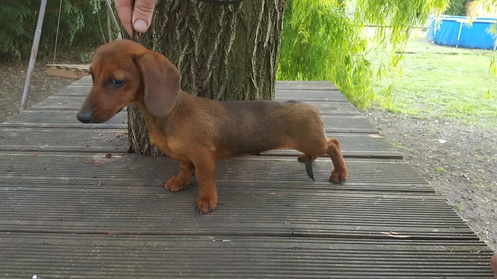Hungarian Gold Kennel - Sopron pet otel