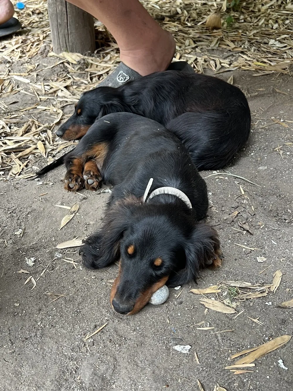 Hungarian Gold Kennel - Sopron pet otel görseli 7
