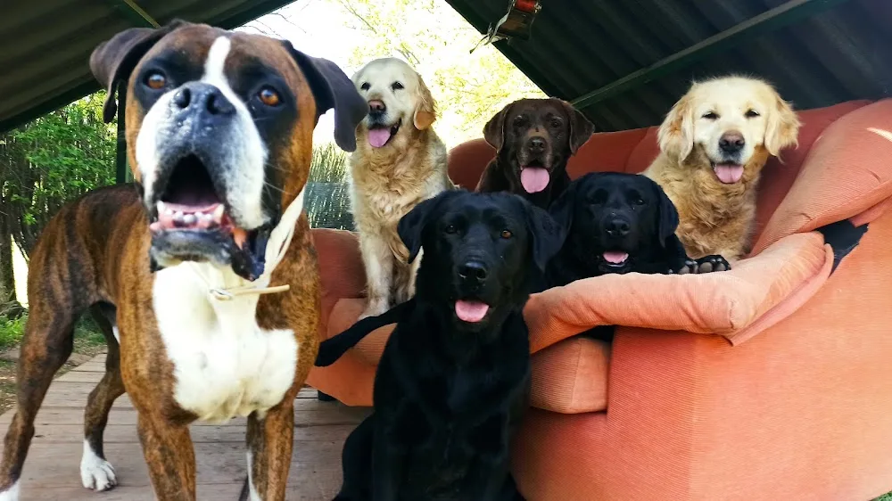 Residencia Canina familiar en Soria "Paraje el Salvador" - Soria pet otel görseli 3