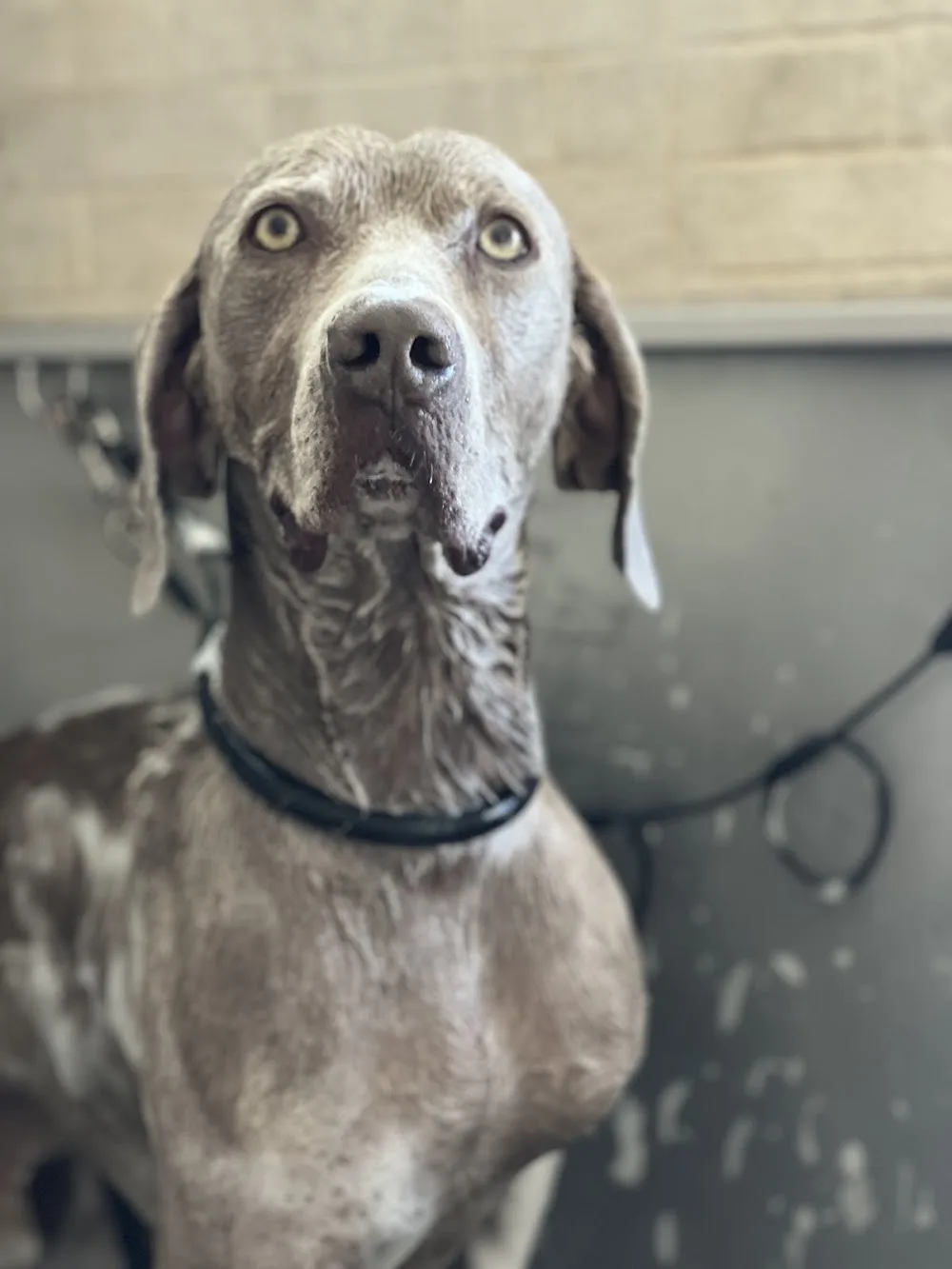 RESIDENCIA CANINA SORIA - Soria pet otel görseli 3