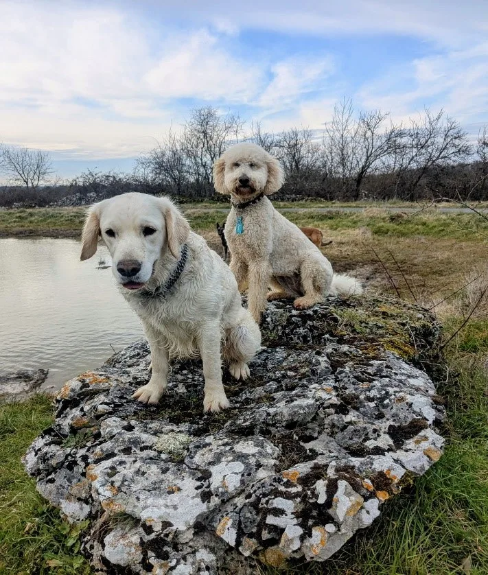 Les 4 Pattes Quercynoises - Pension pour Chiens - Taillefer haut Martel - Souillac pet otel