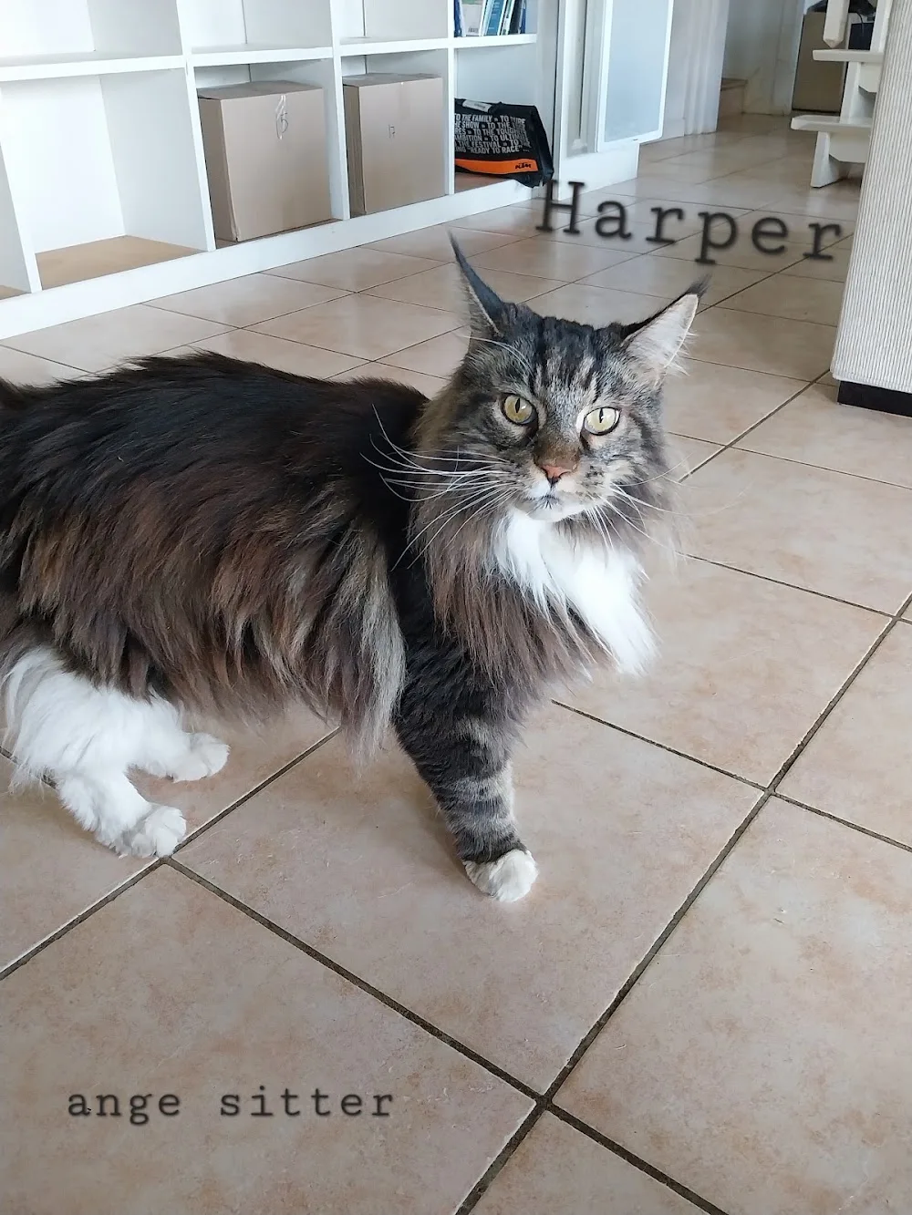 Pension Ange sitter /salon de toilettage les pattes patounes - Souillac pet otel