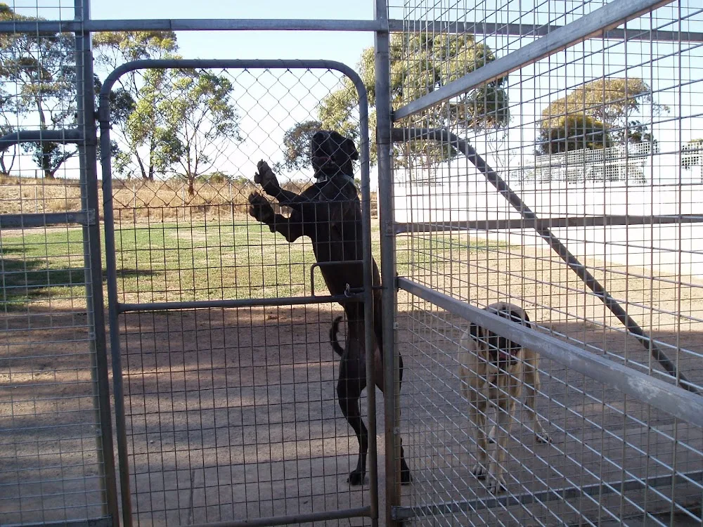 Advanced Boarding Kennels And Training School - South Australia pet otel görseli 3