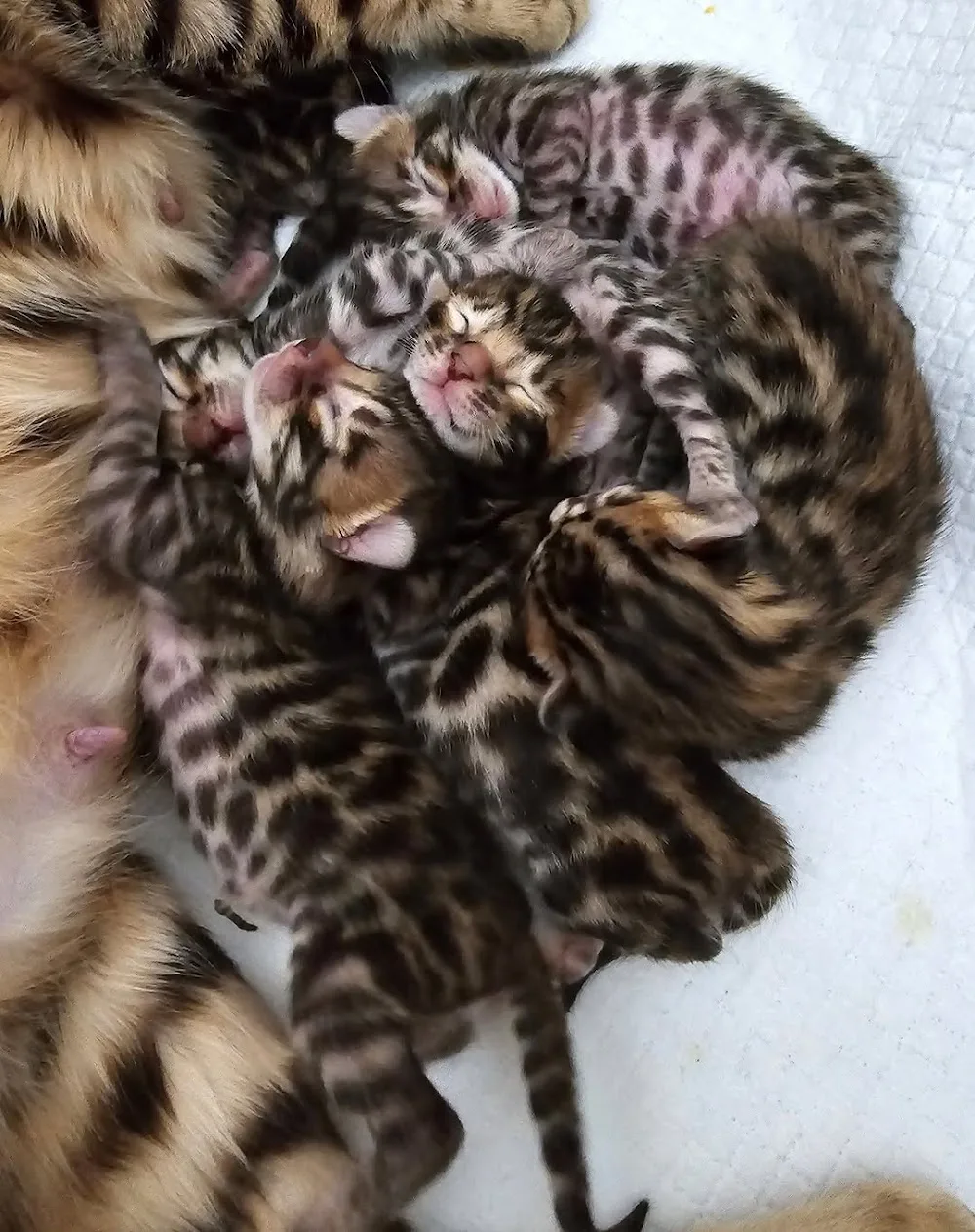 Bengal Kittens &Cats For Adoption - South Australia pet otel görseli 2