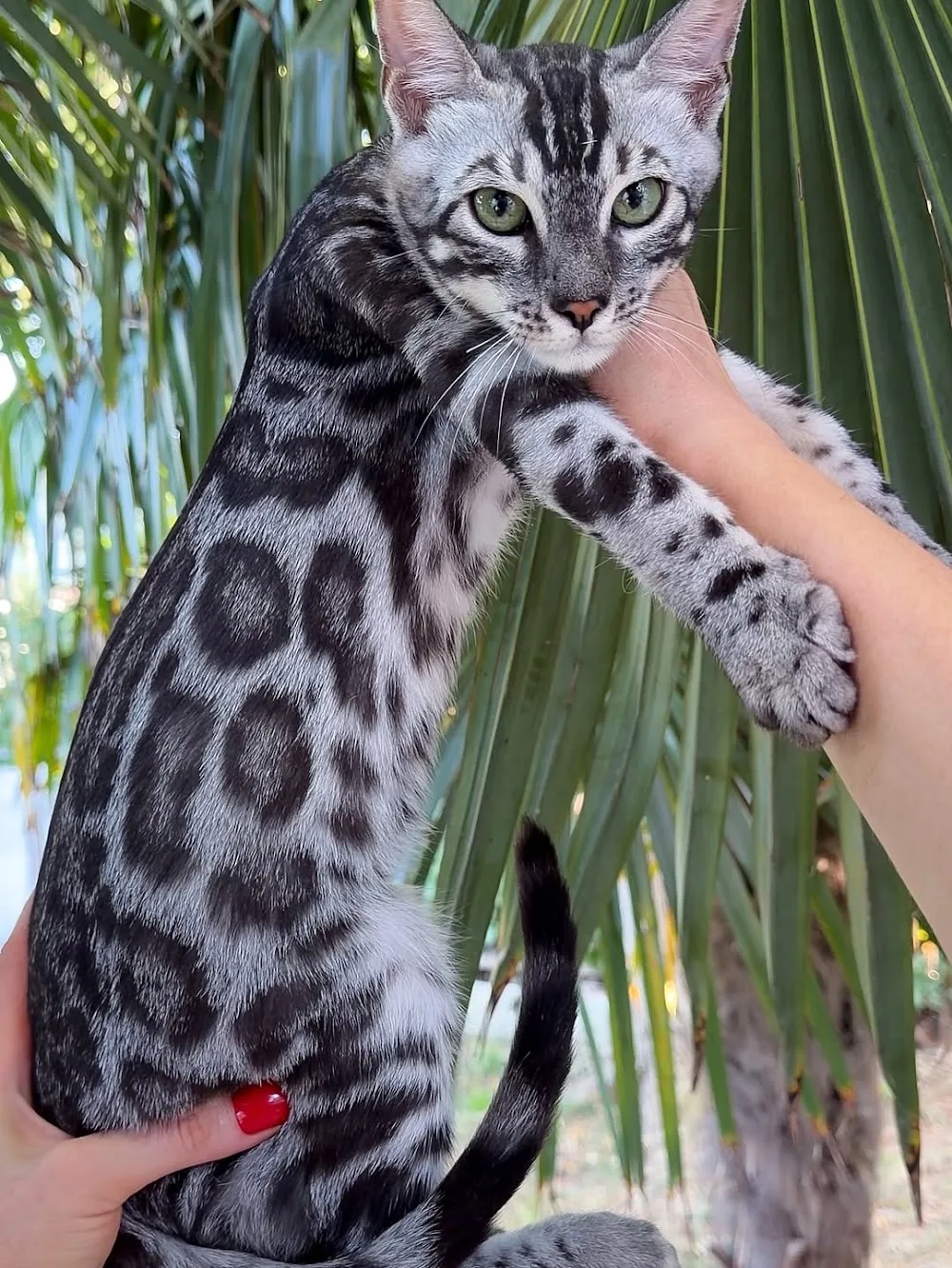 Bengal Kittens &Cats For Adoption - South Australia pet otel görseli 3