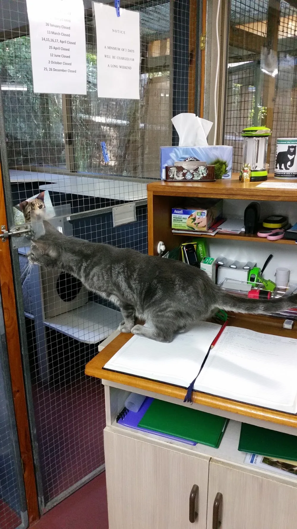 Blackwood Cottage Cattery - South Australia pet otel görseli 2