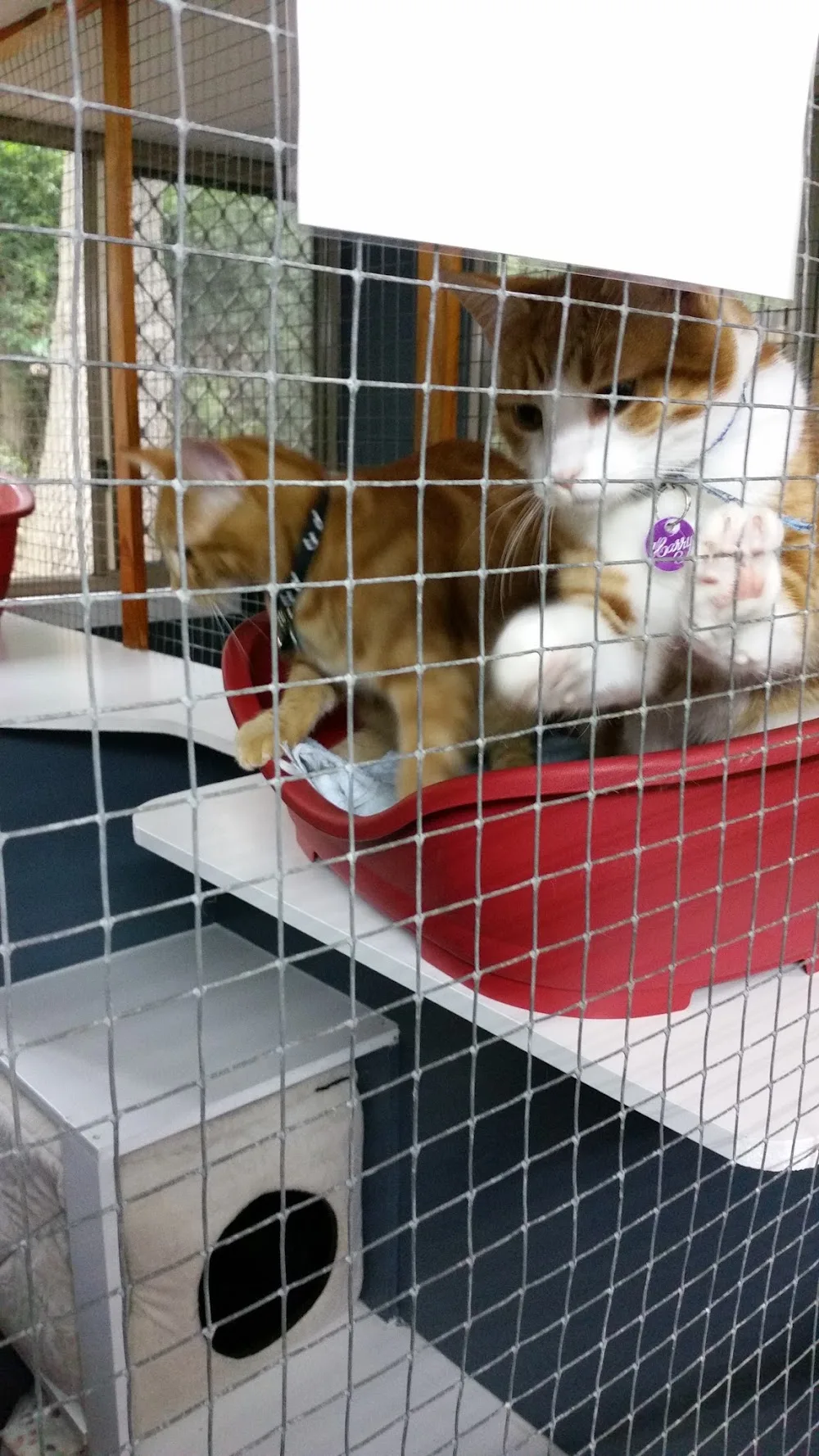 Blackwood Cottage Cattery - South Australia pet otel görseli 3