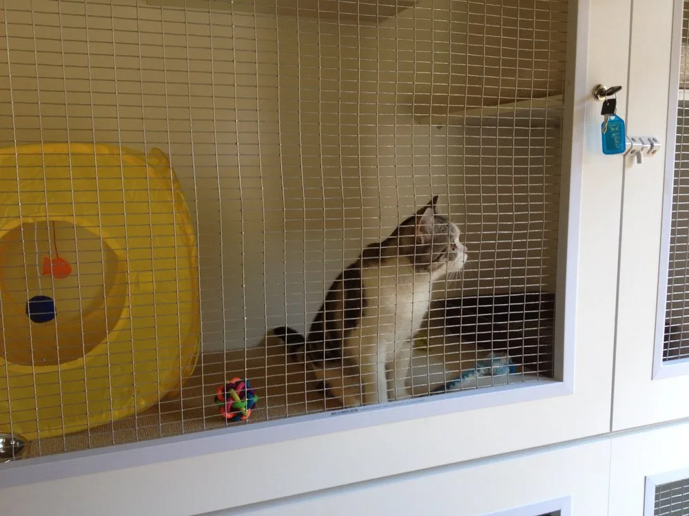 Blue Print Studios Cat Boarding - South Australia pet otel görseli 2