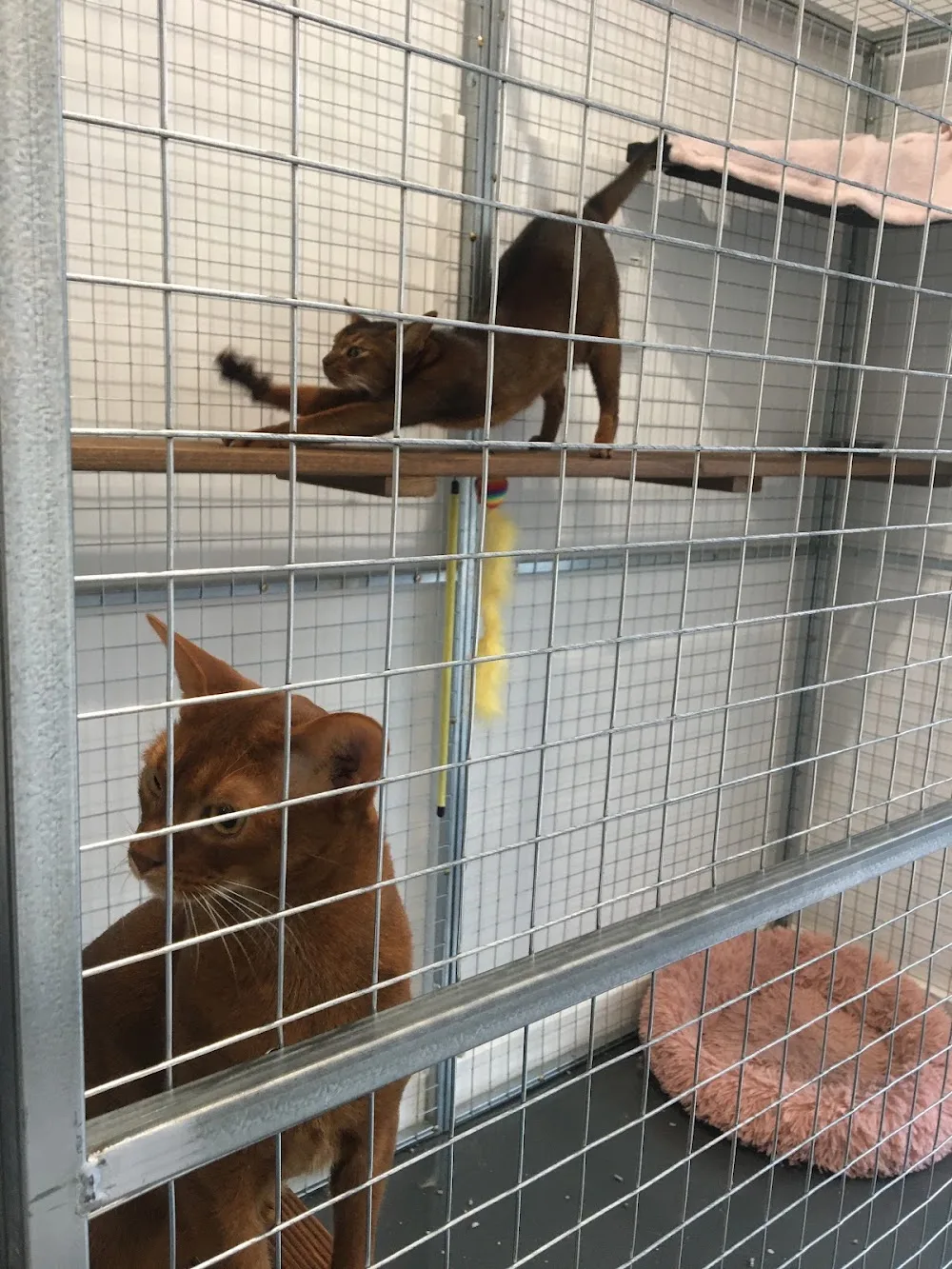Blue Print Studios Cat Boarding - South Australia pet otel görseli 3