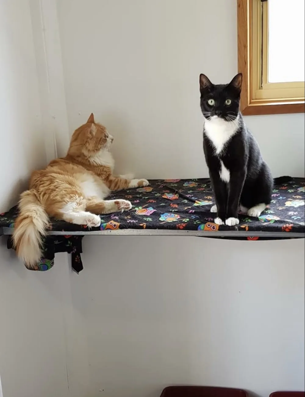 Craigmore Boarding Cattery - South Australia pet otel görseli 2