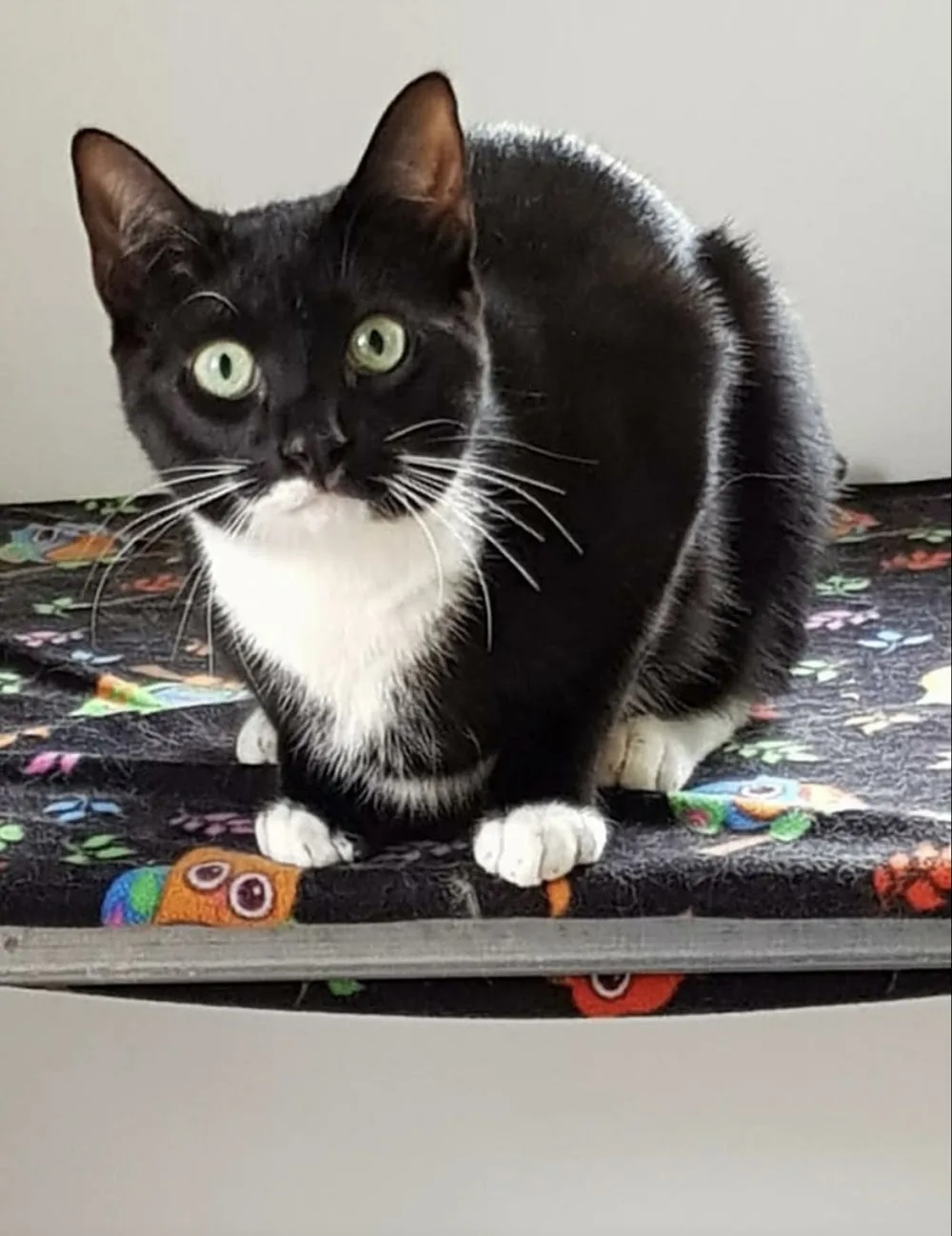 Craigmore Boarding Cattery - South Australia pet otel görseli 3