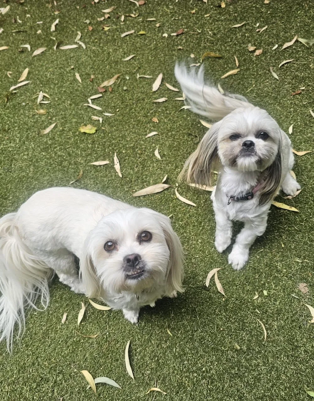 Dogs and Mogs Pet Boarding - South Australia pet otel