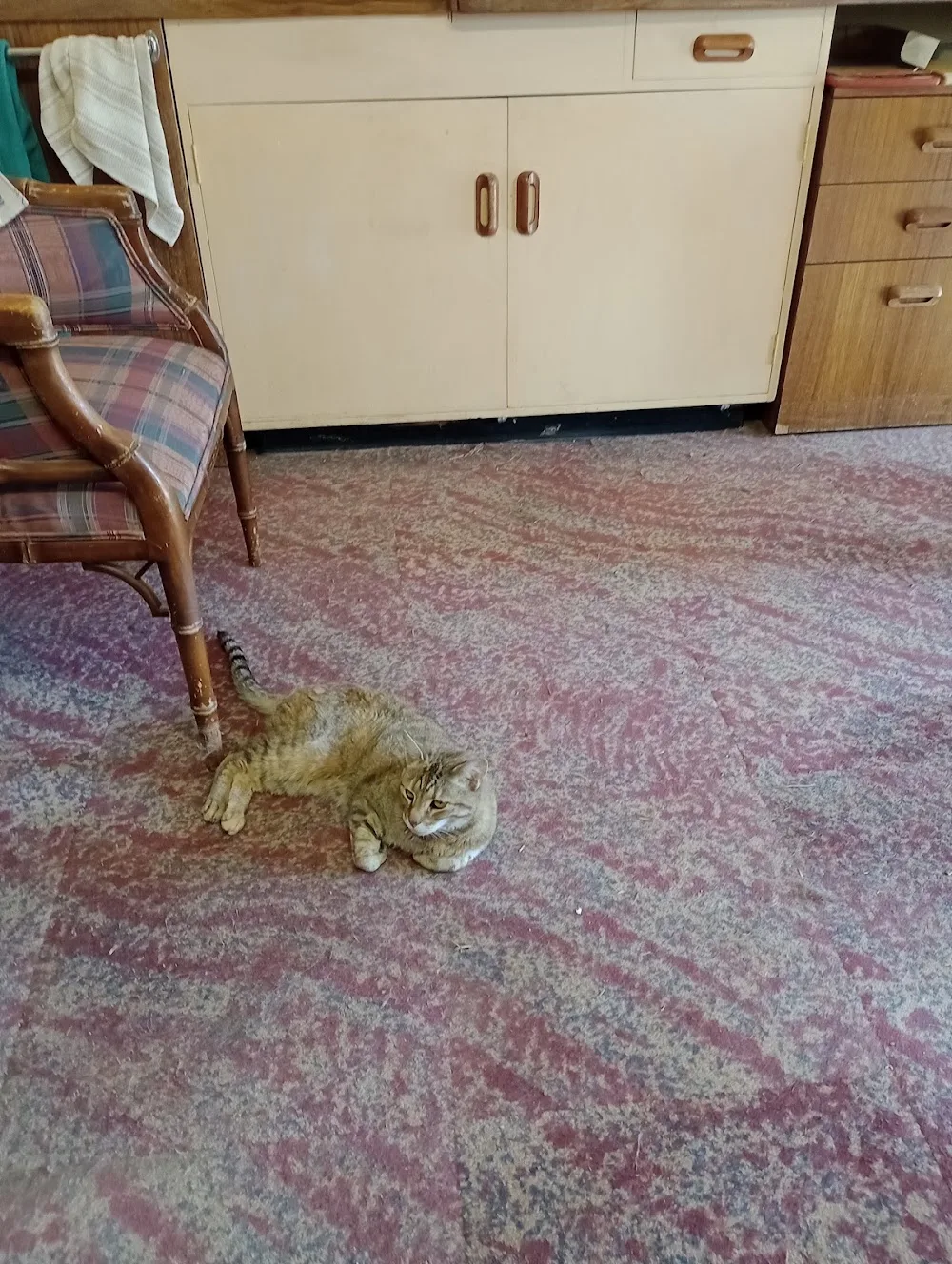 Greycroft Boarding Cattery - South Australia pet otel