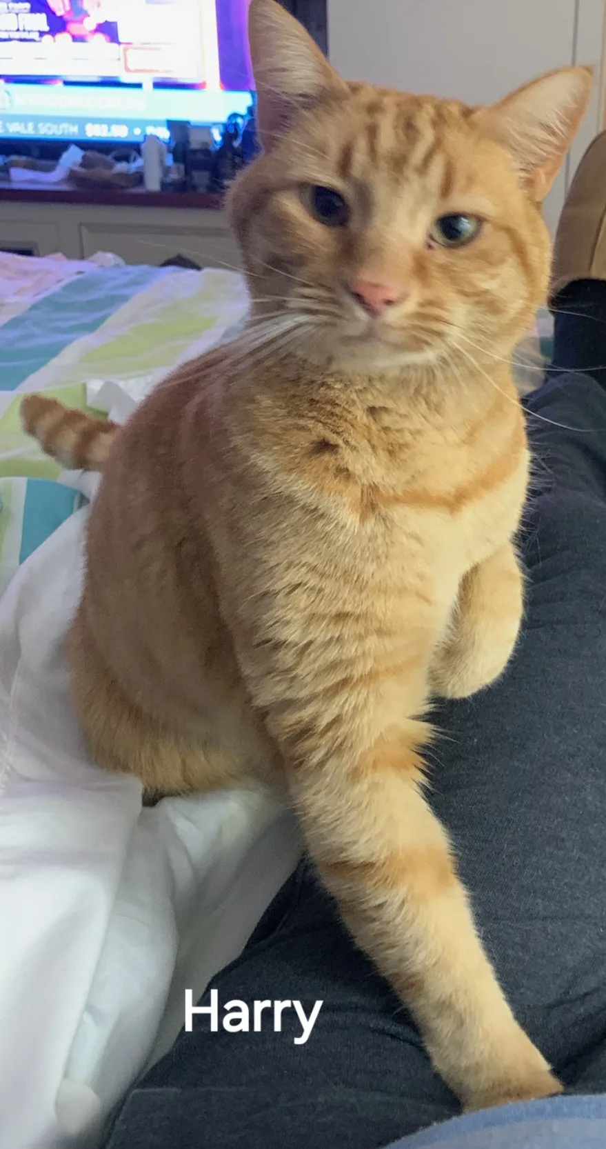 Harry's Inn Cattery - South Australia pet otel