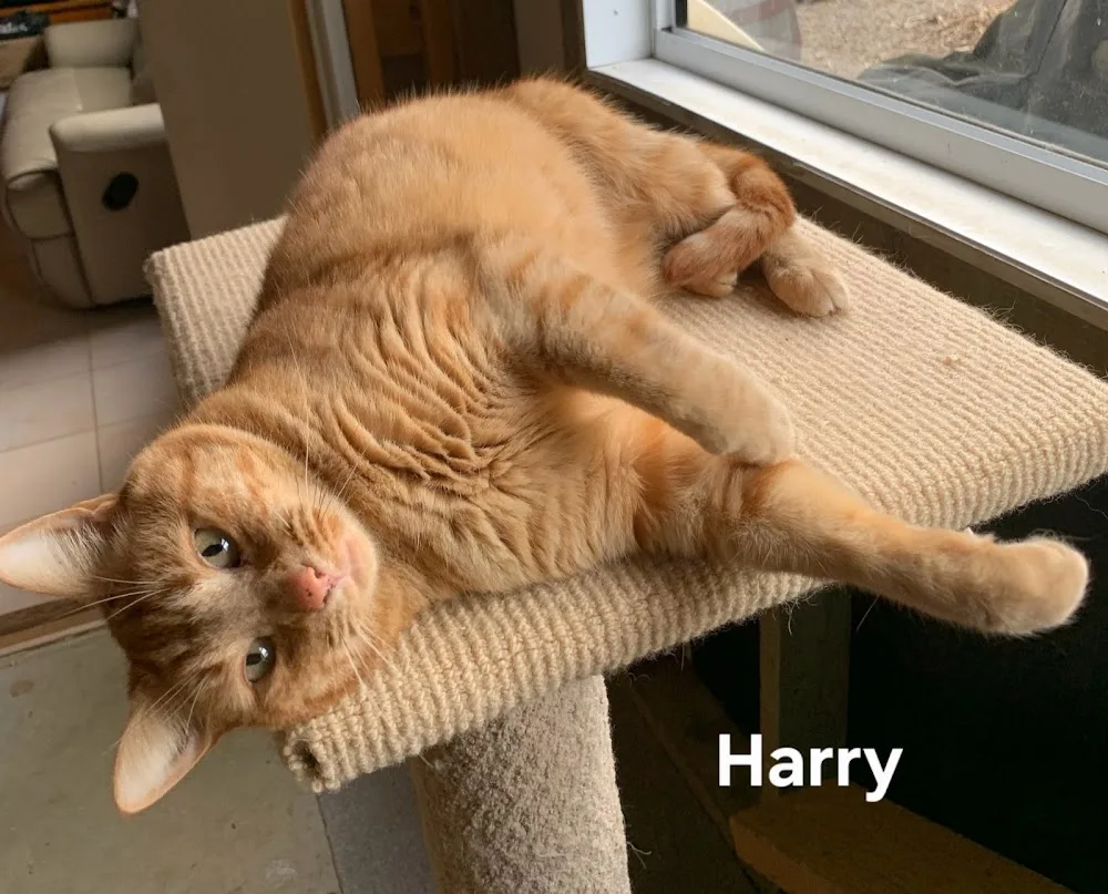 Harry's Inn Cattery - South Australia pet otel görseli 3