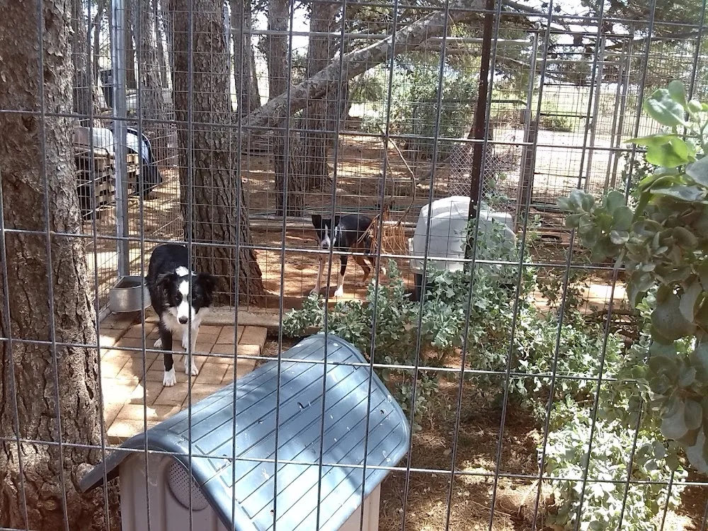 Helendale Boarding Kennels - South Australia pet otel görseli 2